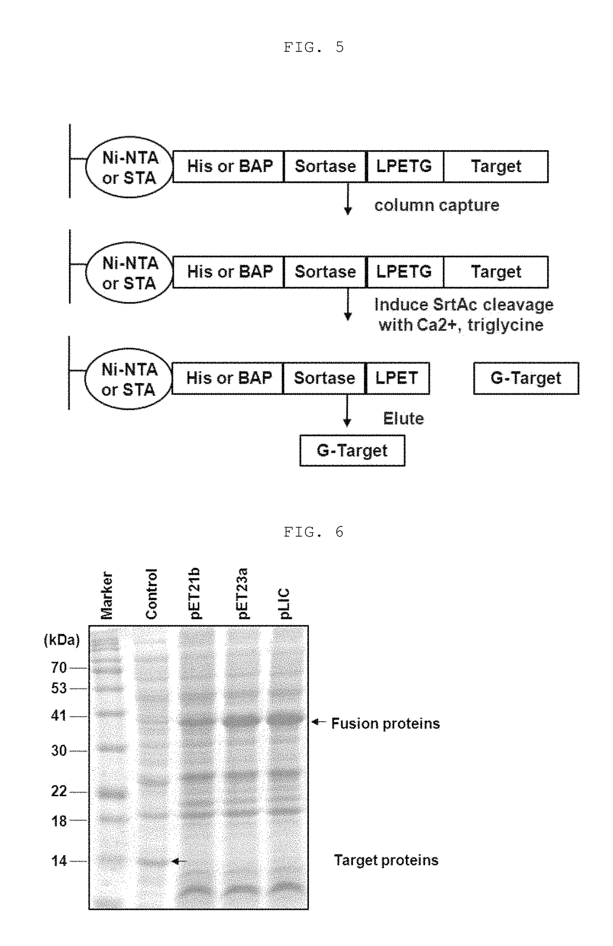Method for refining protein including self-cutting cassette and use thereof