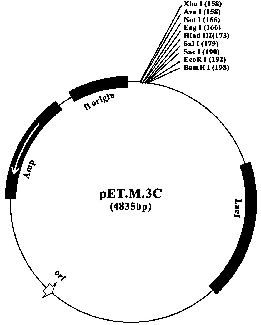 Gene segment with coded and highly-active trans-4-hydroxyl-L-prolyl hydroxylase and application thereof