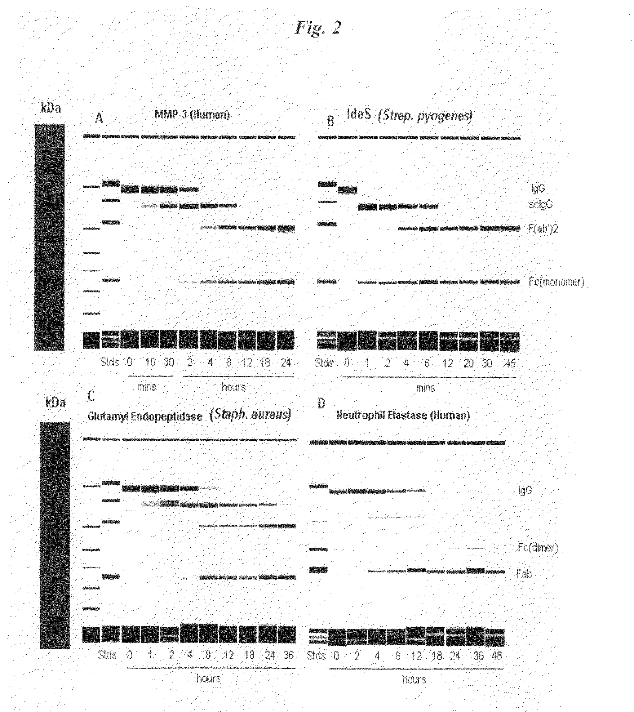 Immunoglobulin Cleavage Fragments as Disease Indicators and Compositions for Detecting and Binding Such