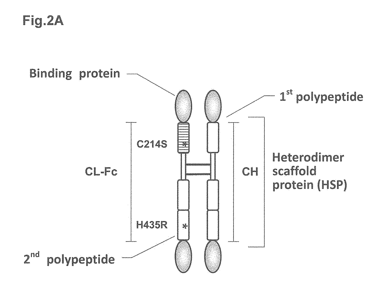 Heterodimer protein composition