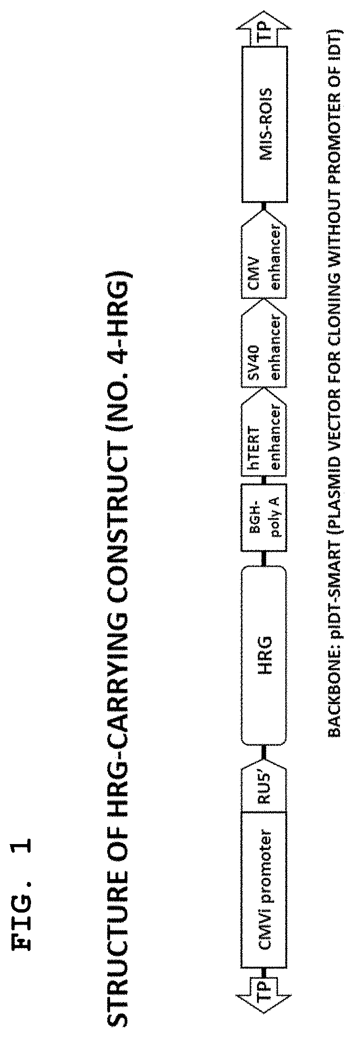 Agent for enhancing phagocytosis ability of neutrophils