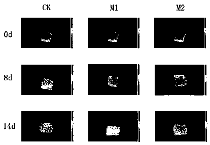 Modified-atmosphere fresh-keeping method for puffer fish