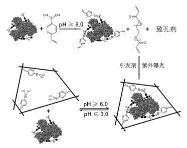 Molecularly imprinted polymer specially combined with specified glycoprotein and preparation method and application of molecularly imprinted polymer