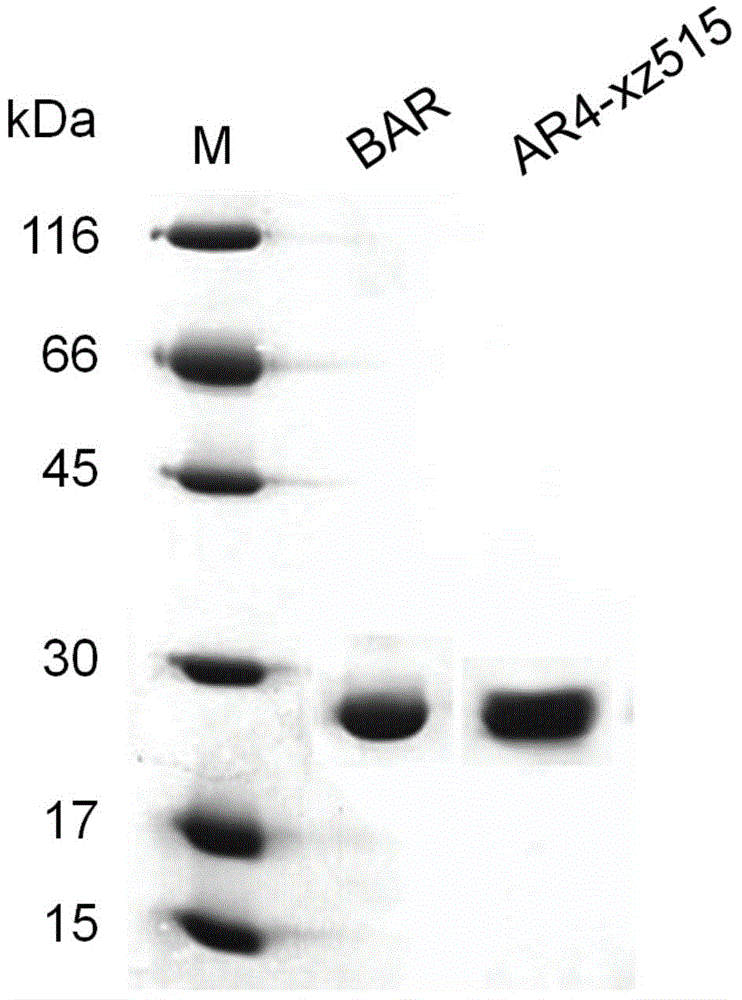 Recombinant archaerhodopsin 4 protein as well as preparation method and application thereof
