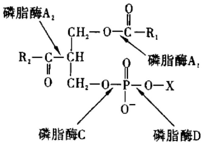 A kind of preservation method of phospholipase c