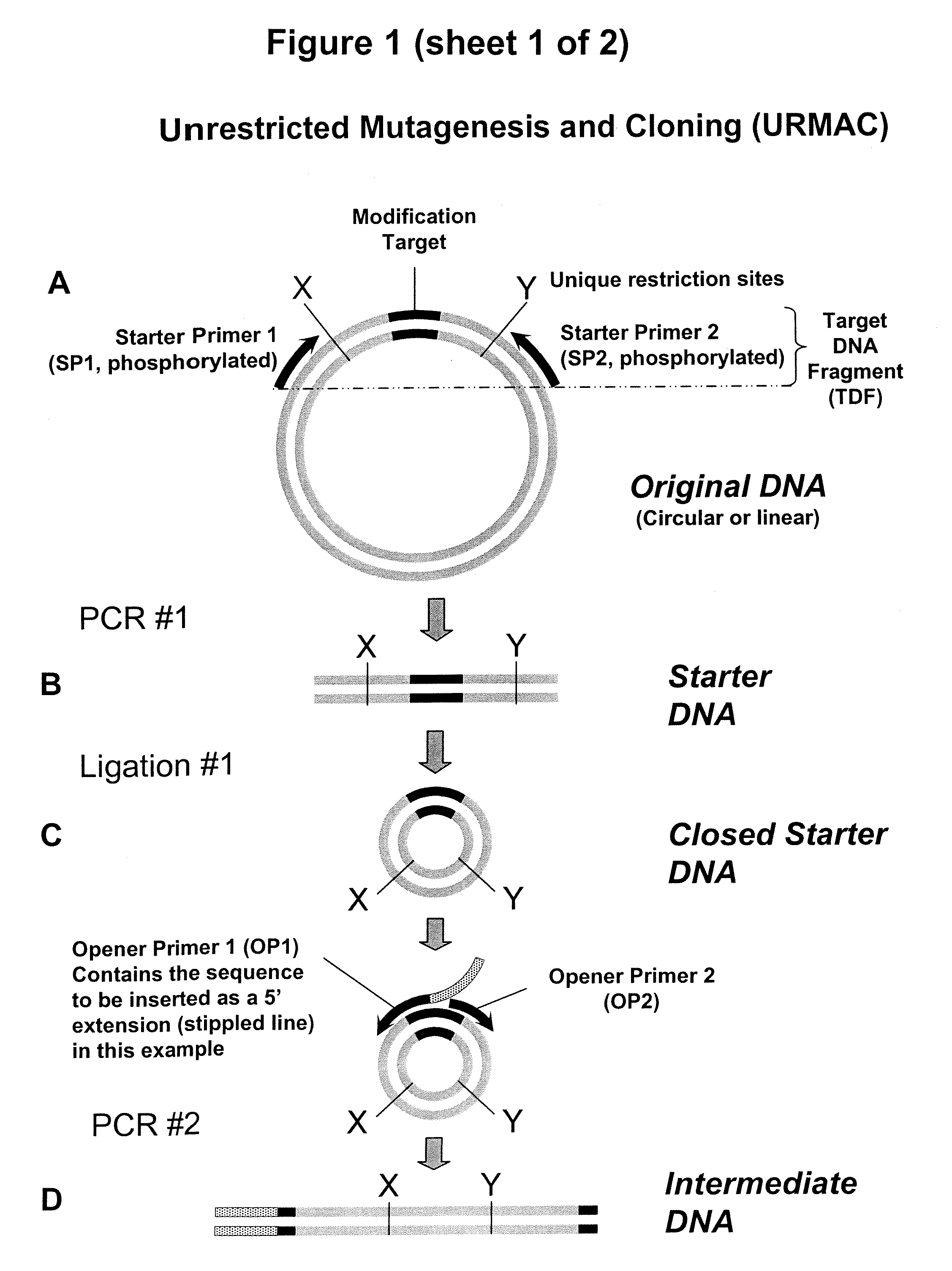 Unrestricted mutagenesis and cloning methods