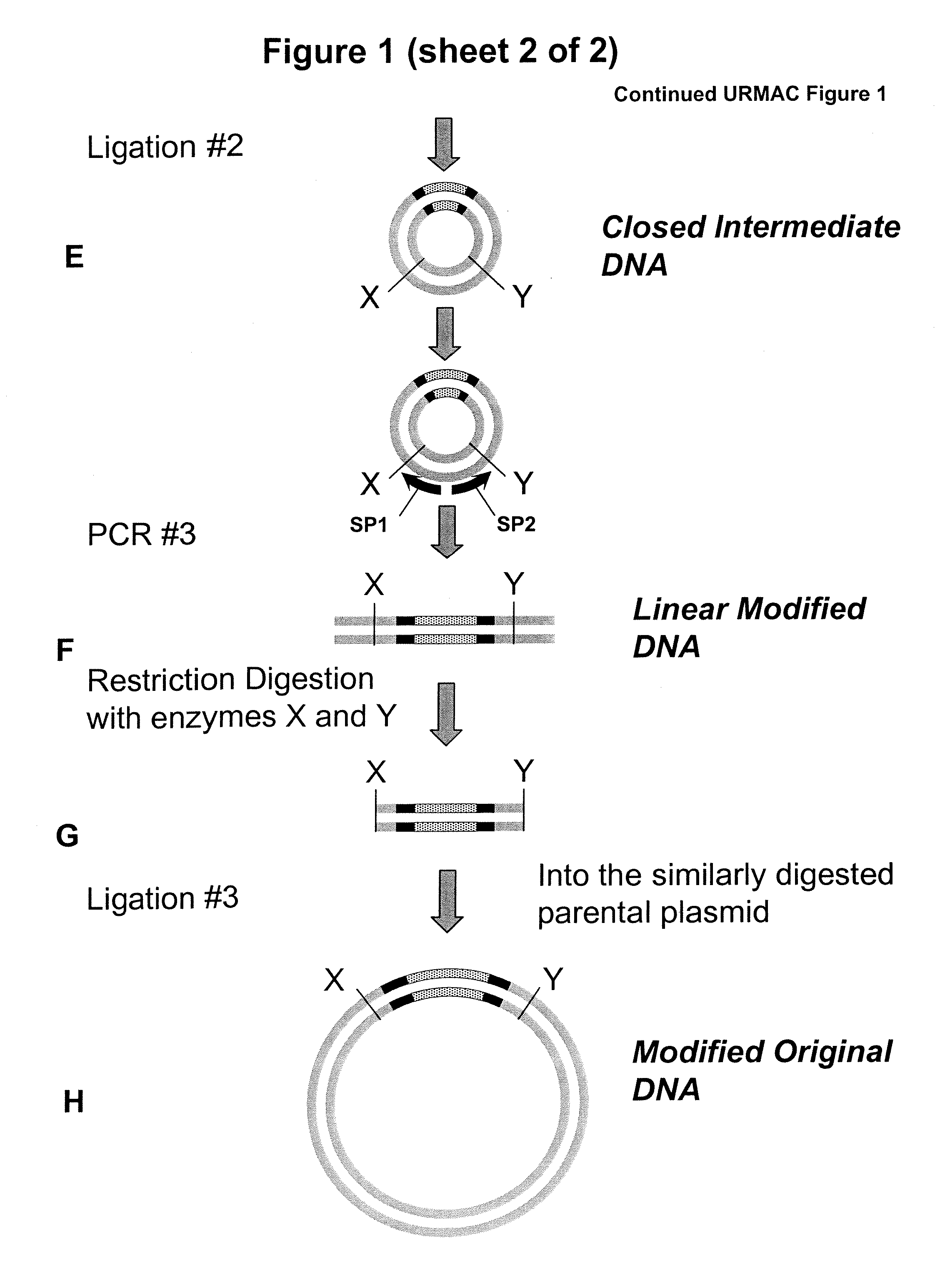 Unrestricted mutagenesis and cloning methods