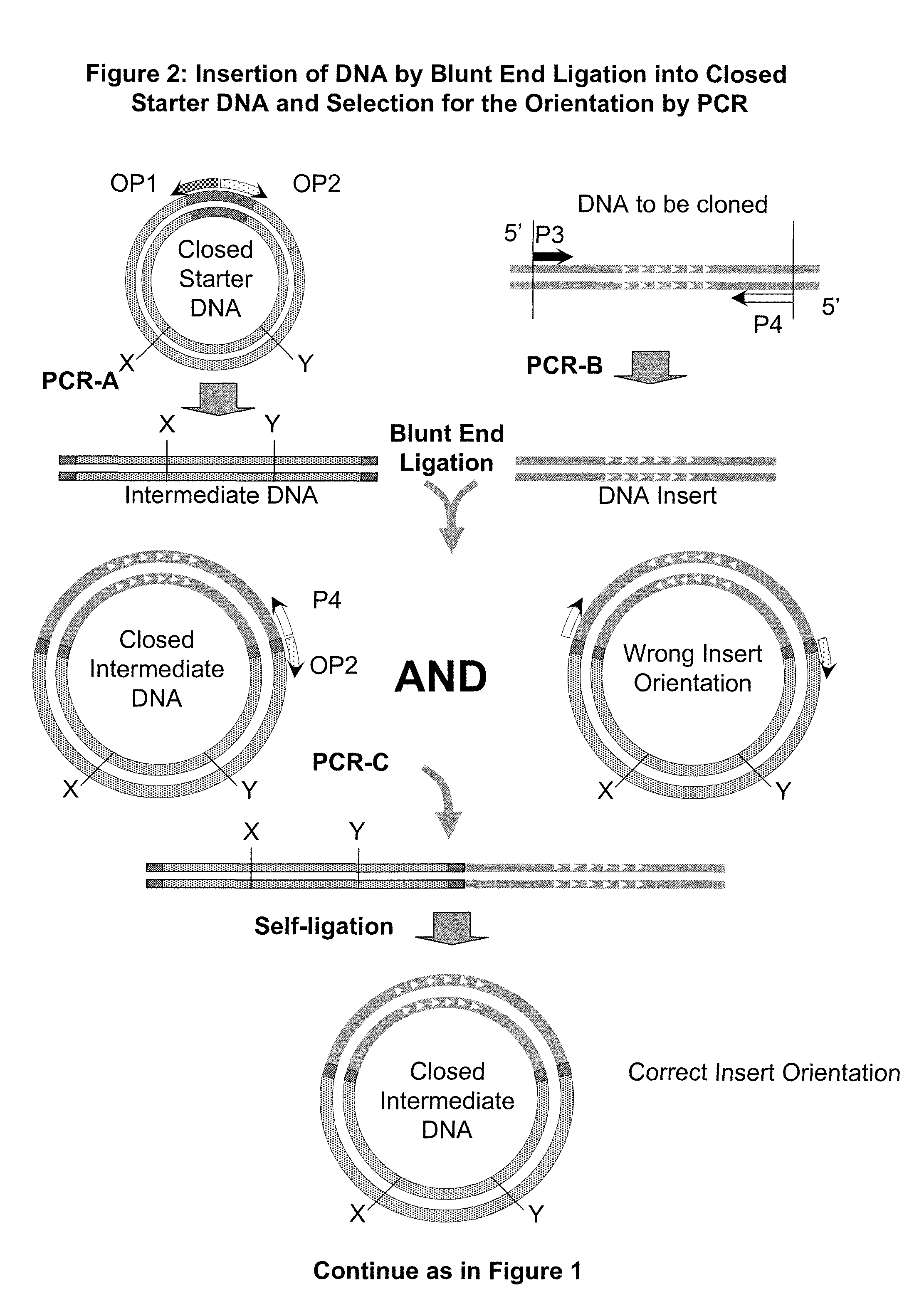 Unrestricted mutagenesis and cloning methods