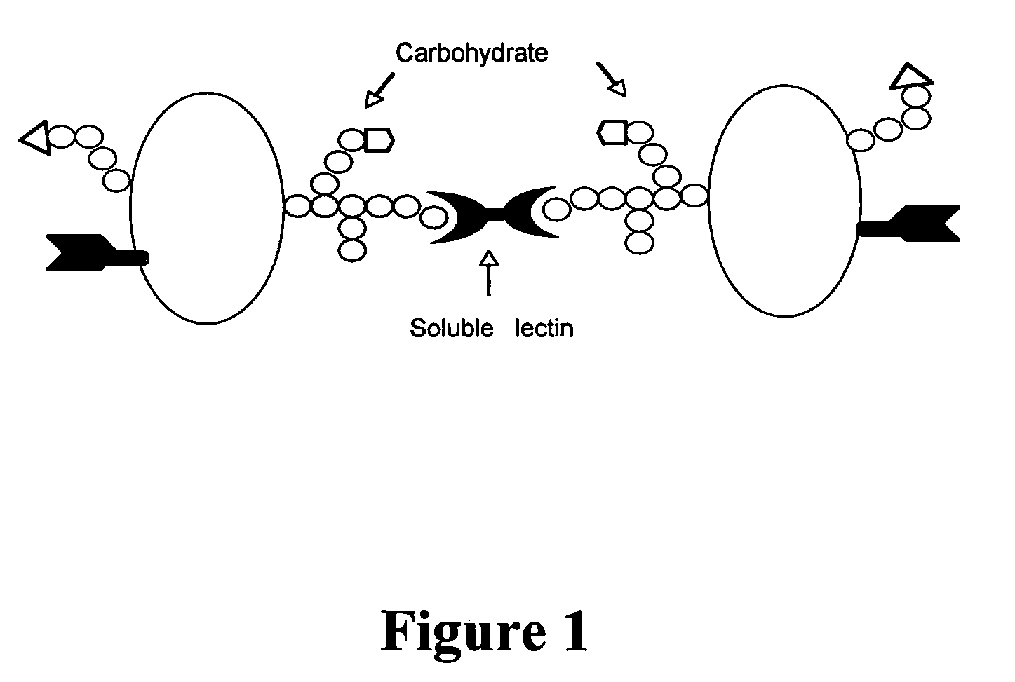 Method and assay for early diagnosis of prostate cancer