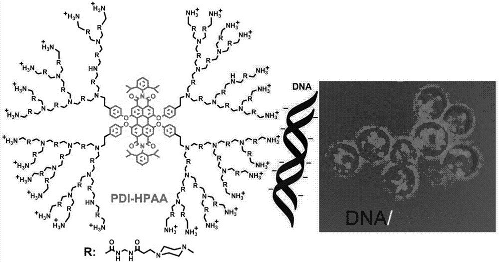 Water-soluble hyperbranched fluorescent polymer and preparation method and applications thereof