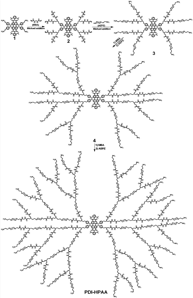Water-soluble hyperbranched fluorescent polymer and preparation method and applications thereof