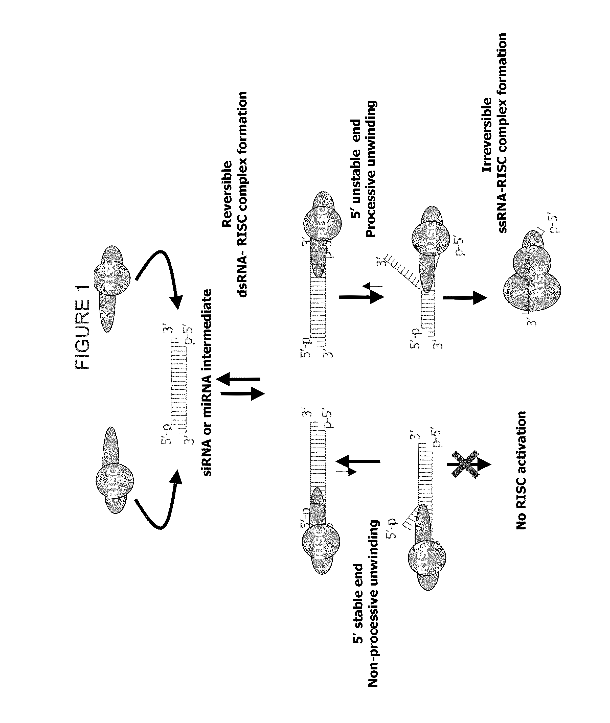 Methods and Compositions for Selecting siRNA of Improved Functionality