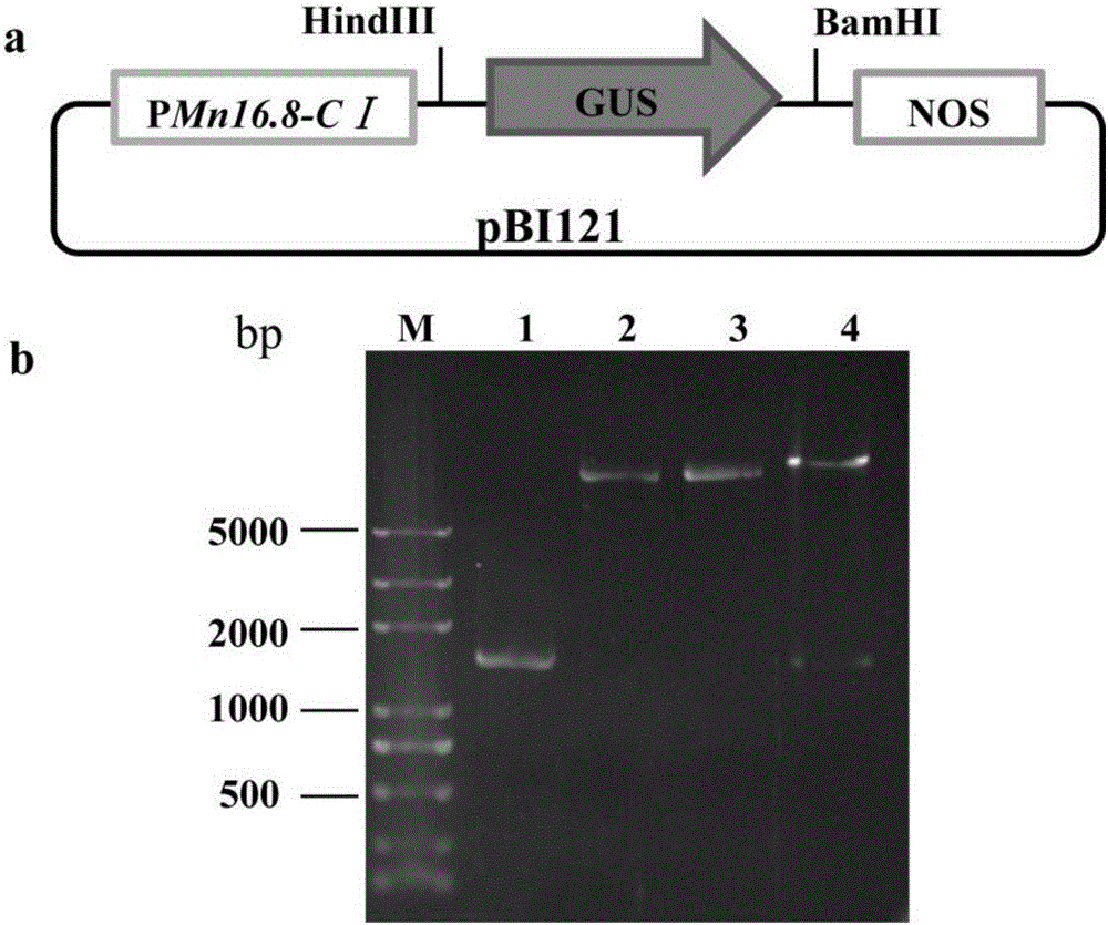 Mulberry micromolecule heat shock protein gene Mn16.8-CI promoter and recombinant expression vector and application thereof
