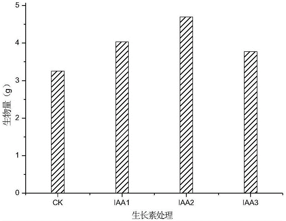 A kind of method that utilizes plant growth regulator to promote sunflower to enrich cesium or/and strontium