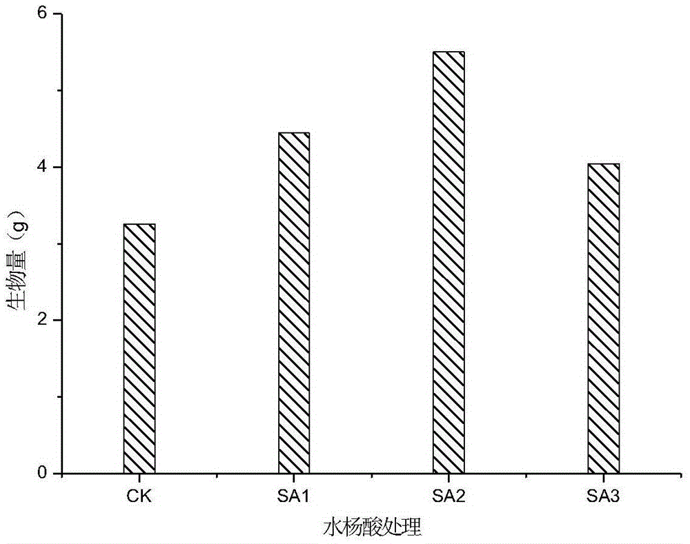 A kind of method that utilizes plant growth regulator to promote sunflower to enrich cesium or/and strontium