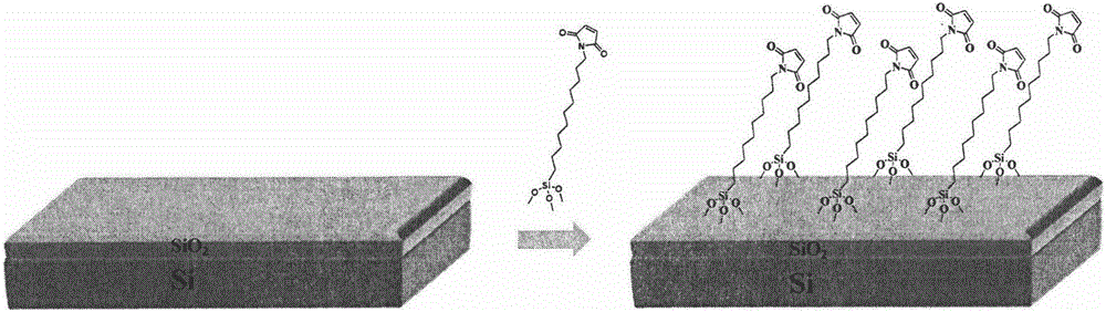 Synthesis of maleimidotriethoxy silane-series compounds, and preparation method of self-assembled film