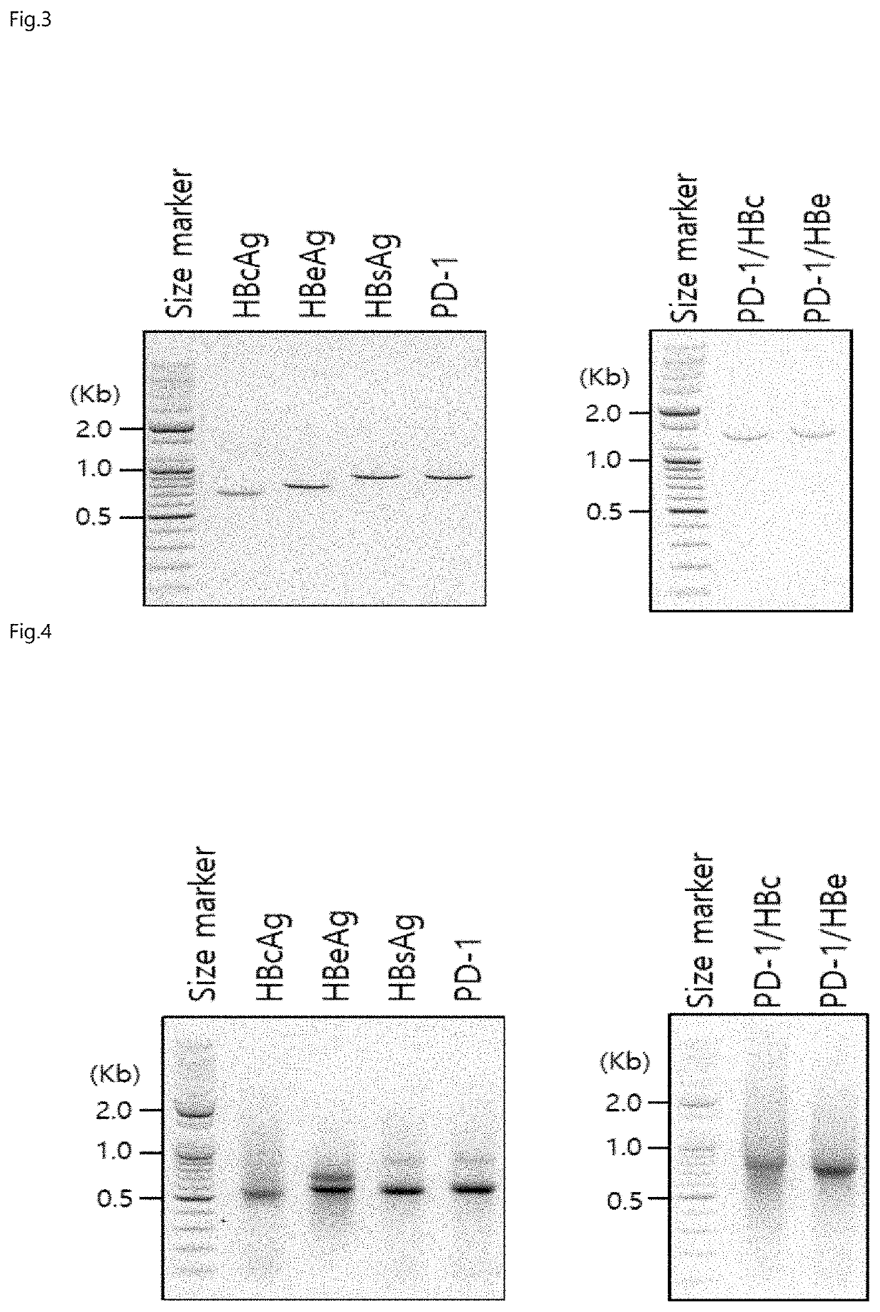 Chimeric antigen with enhanced multi-immune function through specific binding to target cell, and use thereof