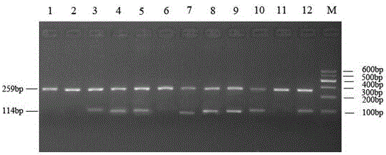 PCR technology-based quail sex identification method
