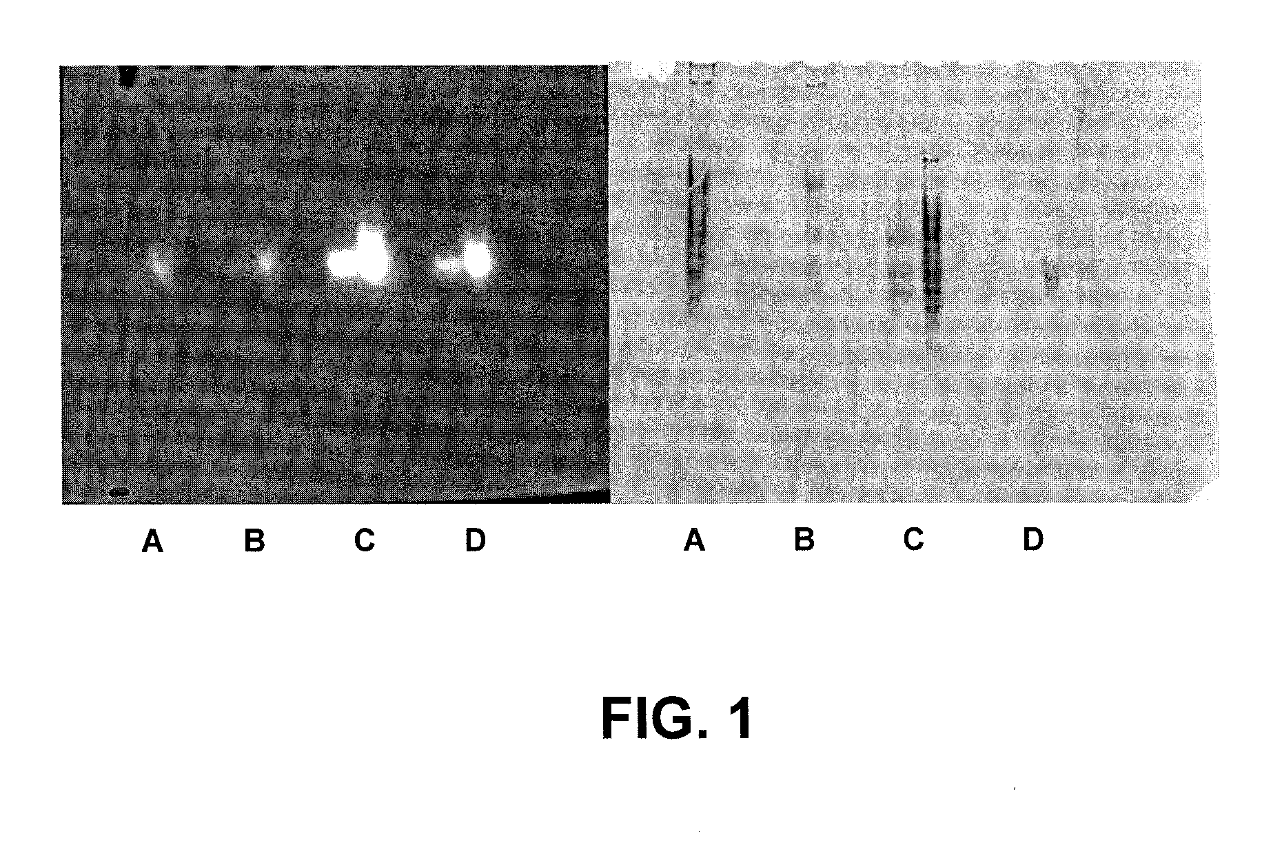 Thermostable cellulase and methods of use