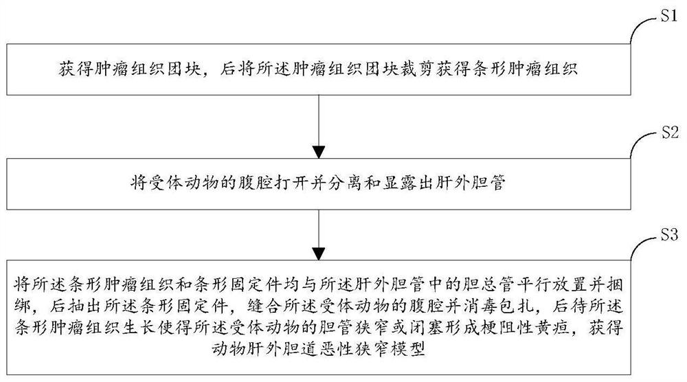 Method for establishing animal extrahepatic biliary tract malignant stenosis model