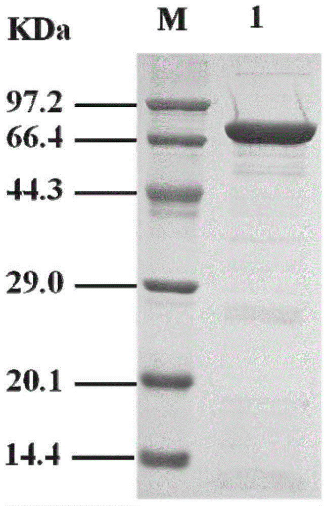 L-glutamate oxidase gene from Streptomyces griseoflavus as well as preparation method and application of L-glutamate oxidase gene