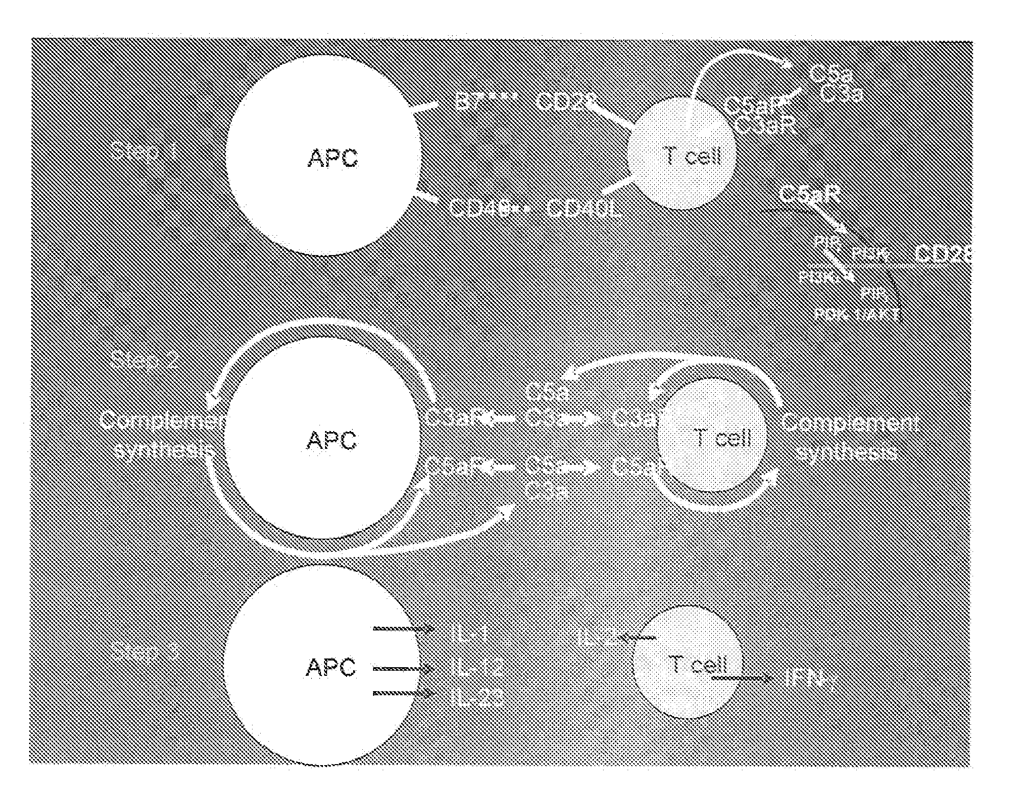 Method of treating t cell mediated disorders