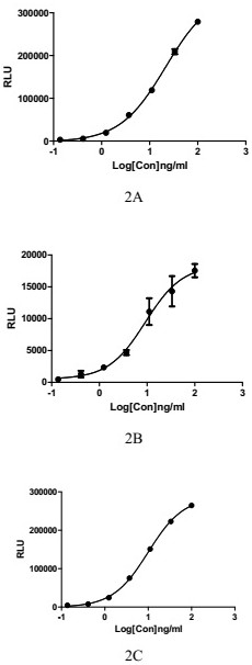 A method for determining the biological activity of human IL-36/IL36R/IL1RACP pathway inhibitors