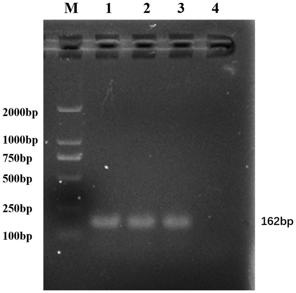 A pan-type inert carrier Escherichia coli and its potential application