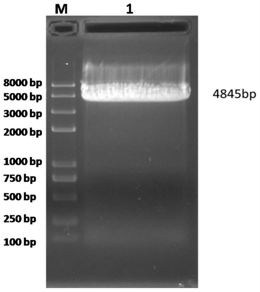 A pan-type inert carrier Escherichia coli and its potential application