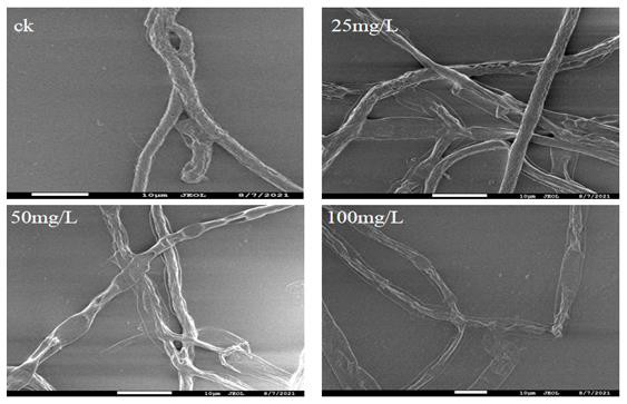 Application of piperine in preparation of bacteriostatic agent for preventing and treating tomato pathogenic bacteria