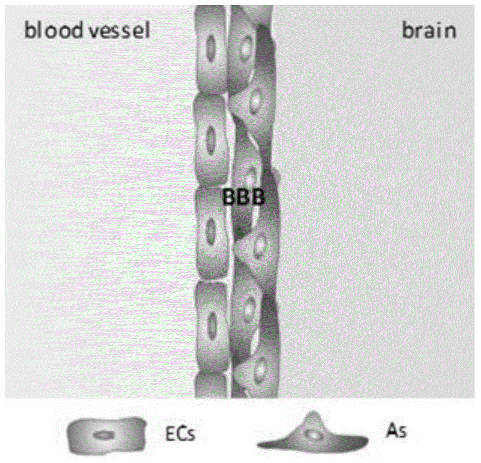 Microfluidic chip-based tumor brain metastasis model building method and use