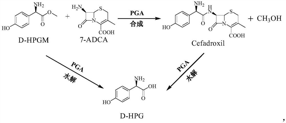 Preparation method of cefadroxil