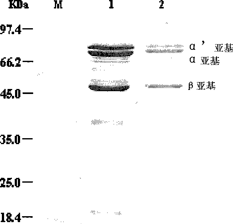 Method for detecting Beta accompany glycinin and specific antibody and reagent kit thereof