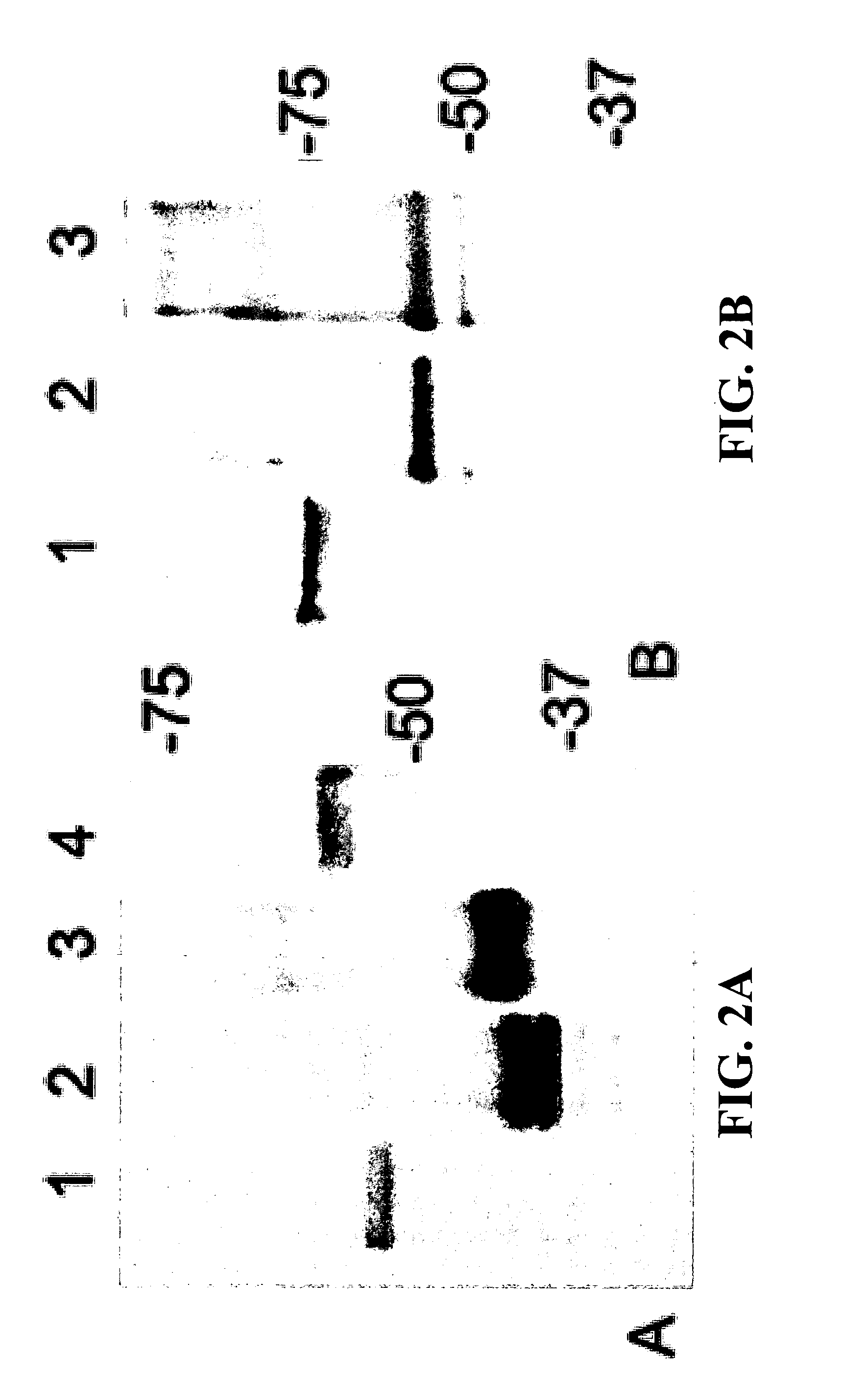 P153 and P156 antigens for the immunodiagnosis of canine and human ehrlichioses and uses thereof