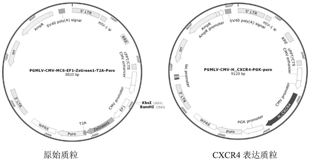 Preparation and application of mesenchymal stem cell exosome for delivering RNA (Ribonucleic Acid) medicine at targeted damaged part