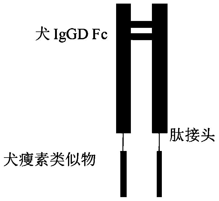 Fusion protein comprising leptin and methods for producing and using the same