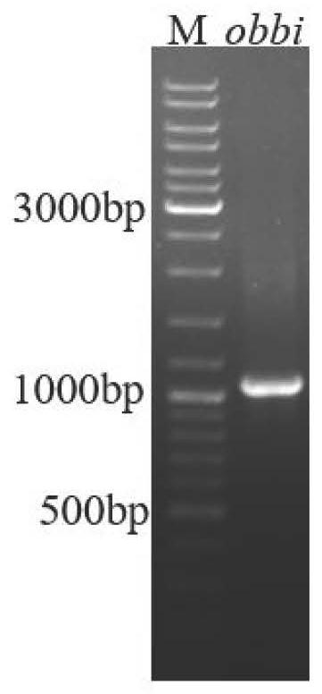 Recombinant saccharomyces cerevisiae and application thereof in production of conjugated linoleic acid