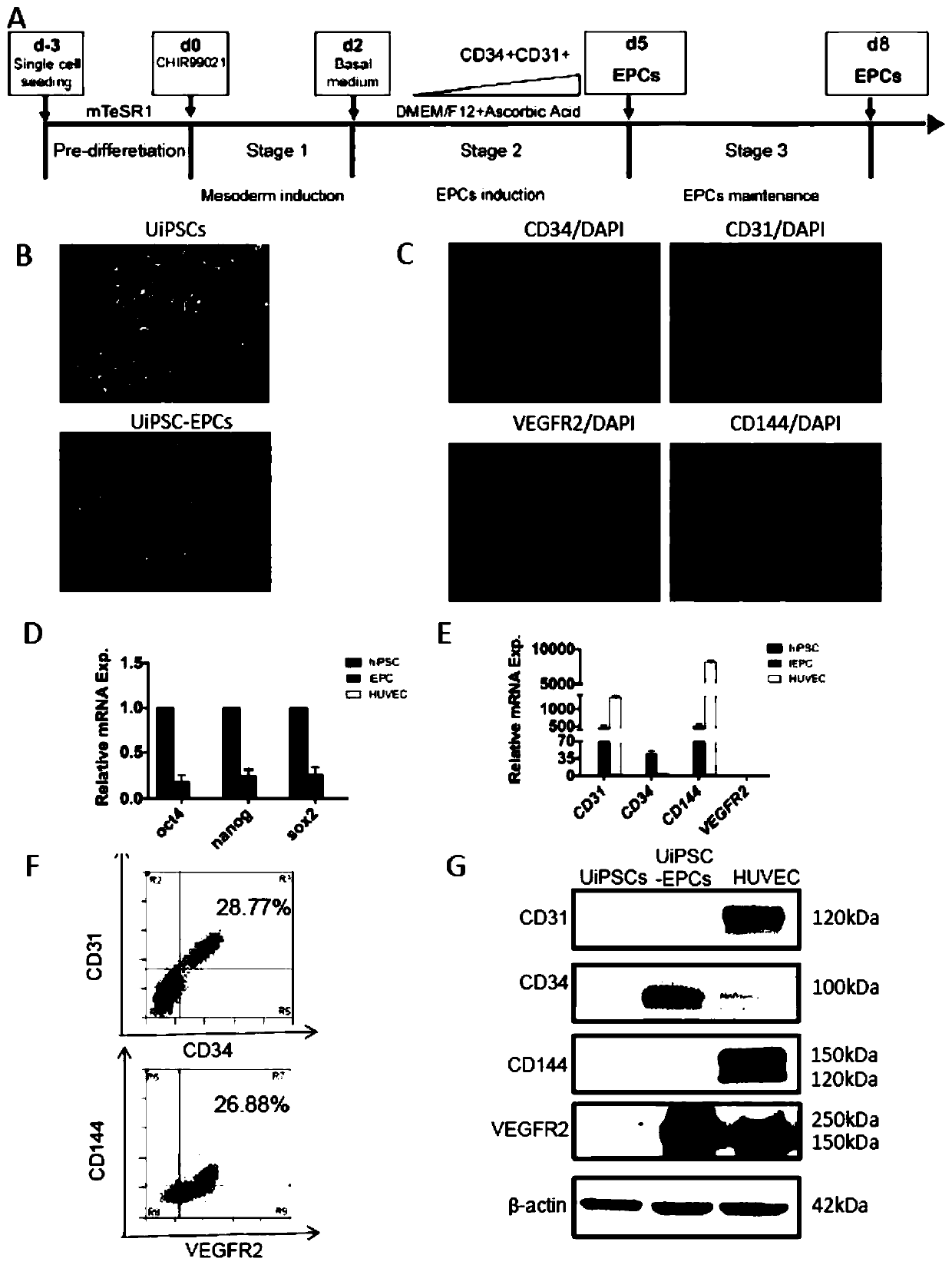 Method for inducing differentiation of human induced pluripotent stem cells into endothelial progenitor cells