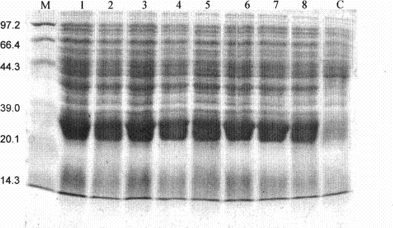 Human vascular endothelial cell growth inhibition factor jogged polypeptide, preparation thereof and use in targeted antineoplastic activity