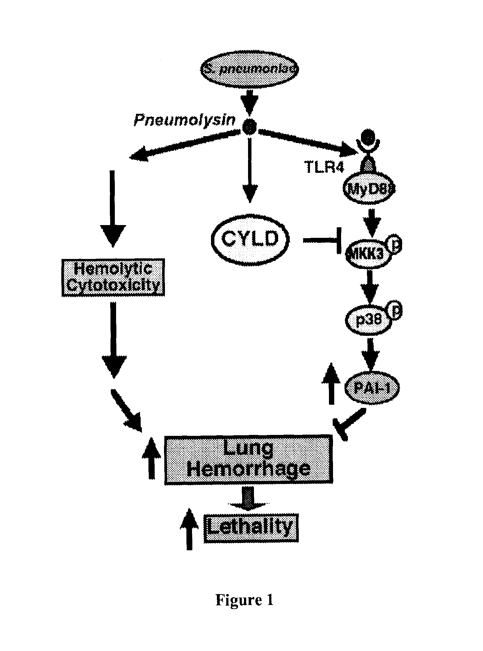 Methods for the treatment or prevention of hemorrhagic conditions