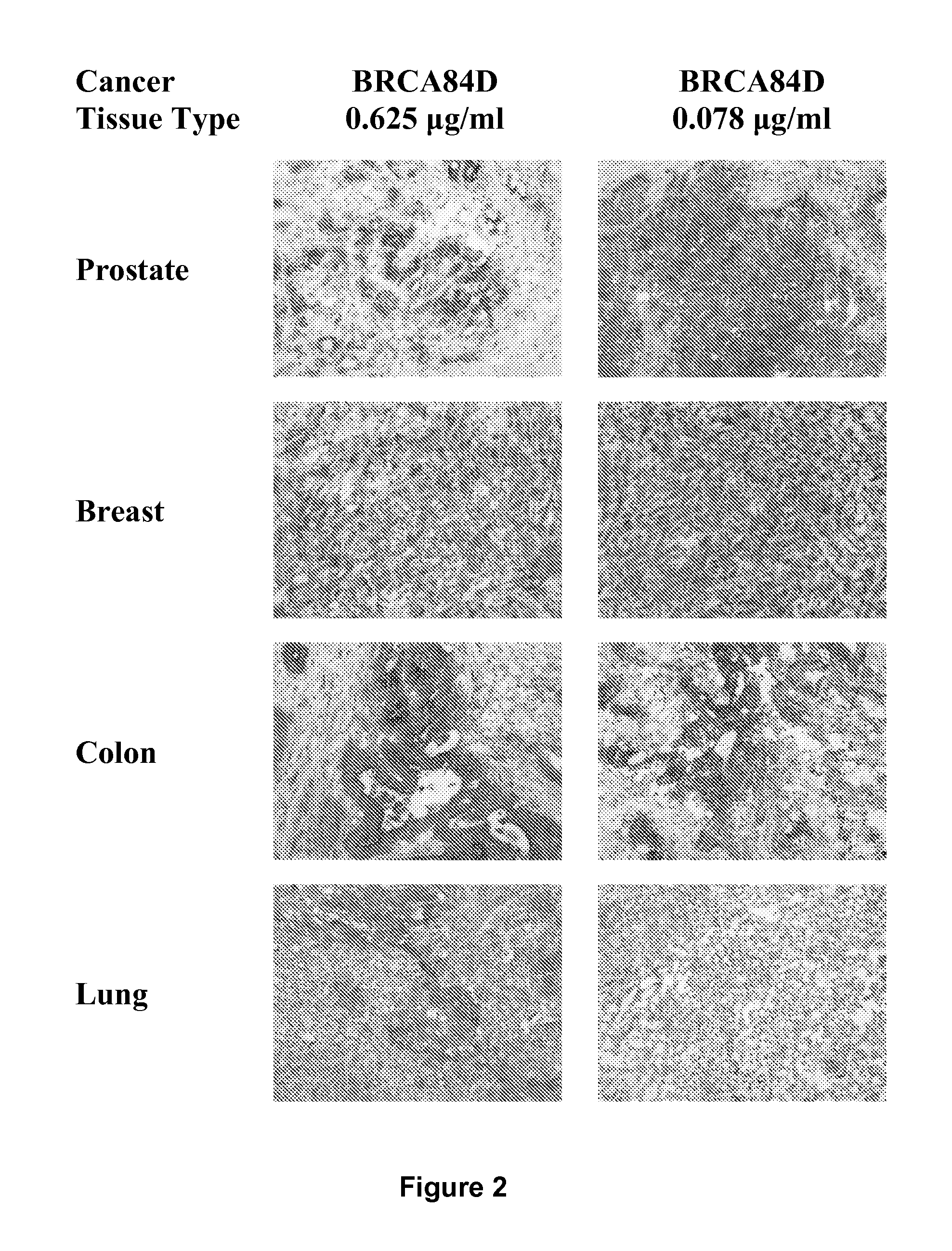 Antibodies Reactive with B7-H3, Immunologically Active Fragments Thereof and Uses Thereof