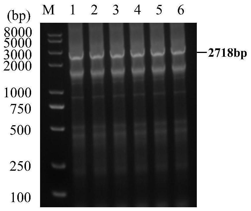 Recombinant adeno-associated virus transfer vector containing variant porcine pseudorabies virus gd protein gene, virus and preparation and application thereof