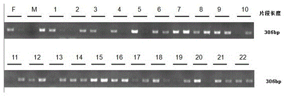 Cucumber male sterility gene related SNP (Single Nucleotide Polymorphism) marker and application
