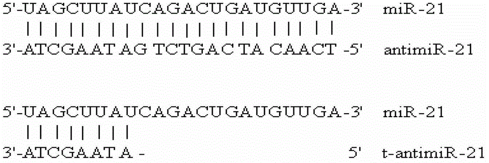 Antisense oligonucleotides and applications directed at microrna-21 seed sequences