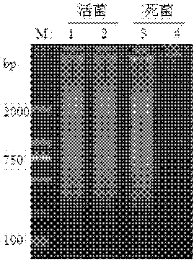 Method for rapid detection of Listeria monocytogenes viable bacteria in liquid milk