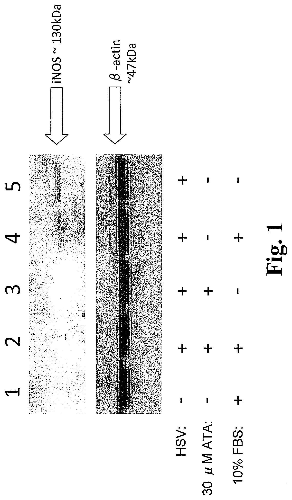 Use of iNOS inhibitors to increase viral yield in culture