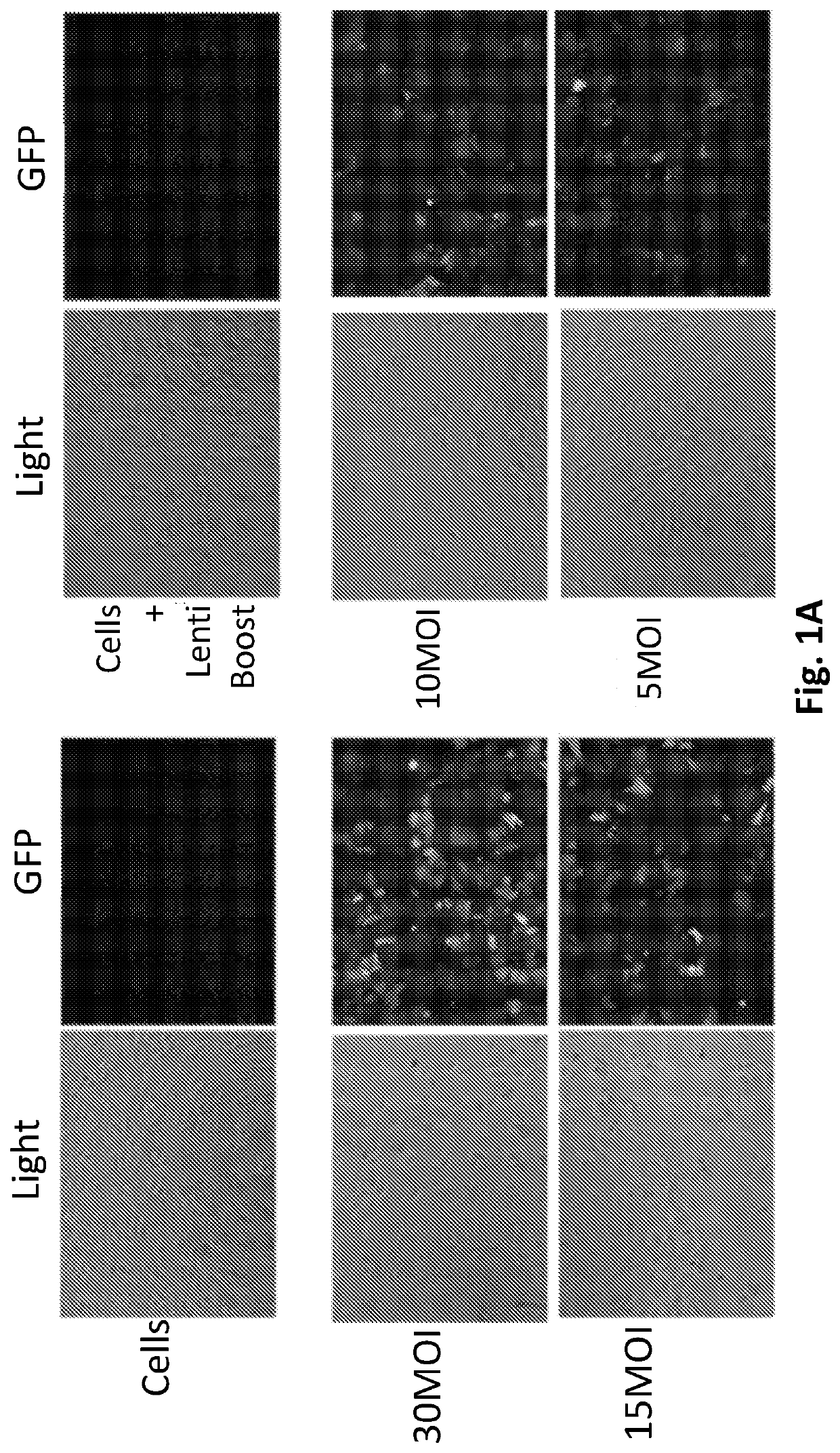 Selective destruction of cells