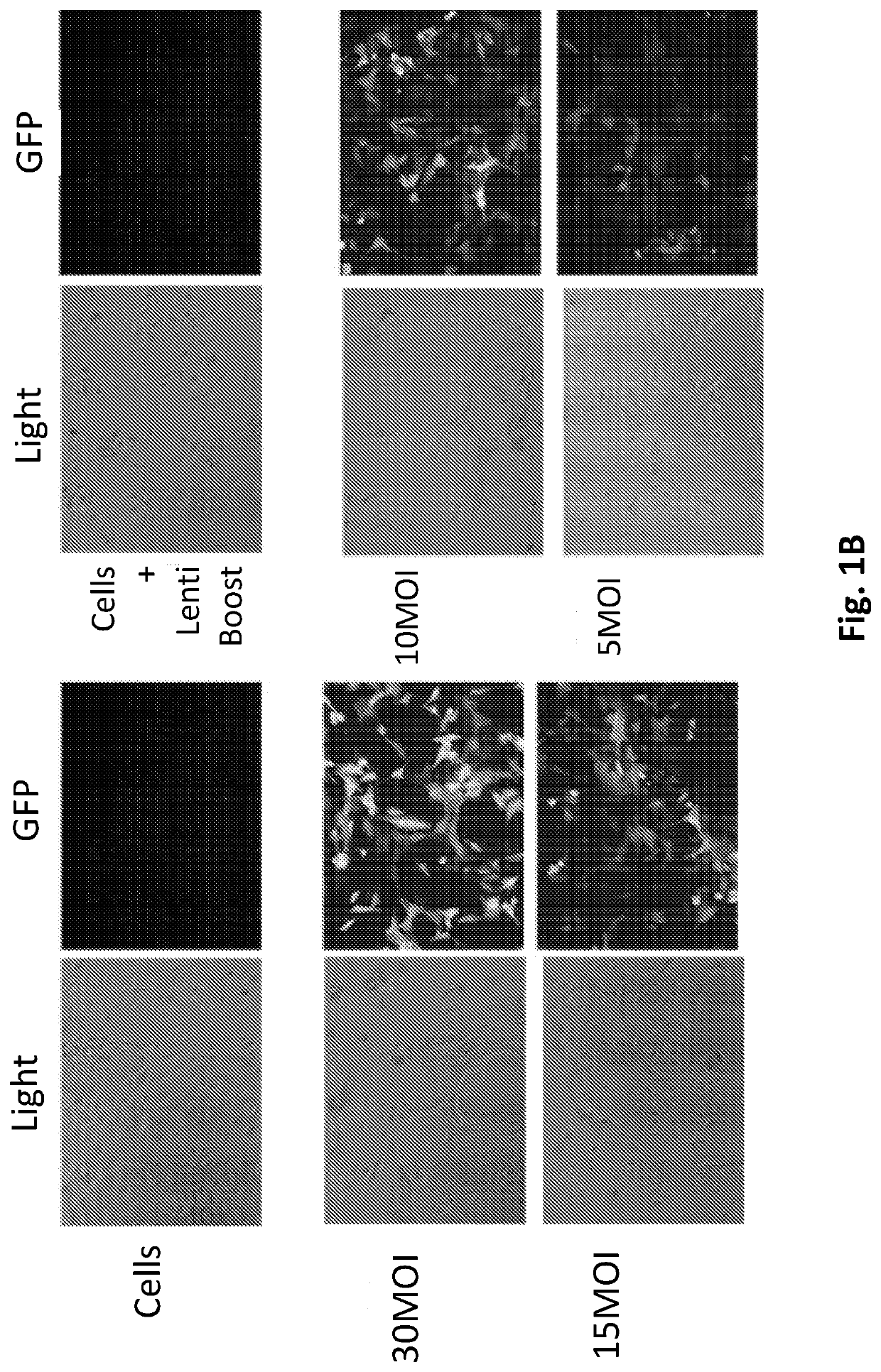 Selective destruction of cells