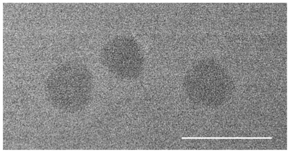 Drug-polypeptide self-assembled nanoparticles and preparation method thereof