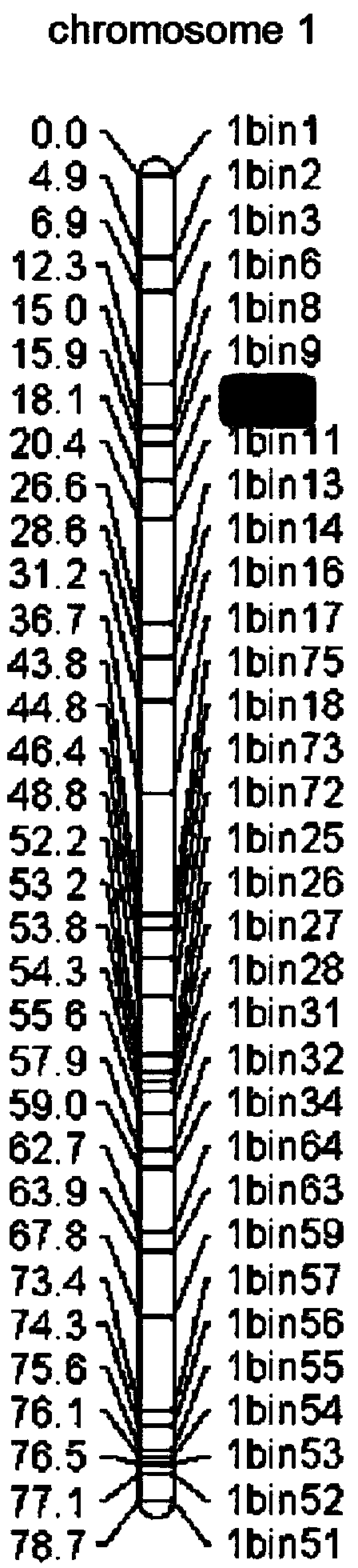 SNP (single nucleotide polymorphism) site and CAPS (cleaved amplified polymorphic sequence) mark interlocked with citrullus lanatus fruit bitter taste gene Bt (bitterness)